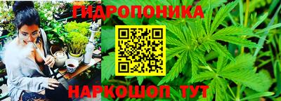 гашик Берёзовский